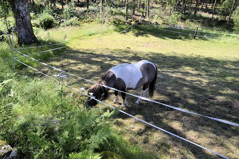 ....für die Ponys der Familie Galeriebild "Sutarebo" - idyllischer Waldhof mit einer langen Historie von 1890 in wunderbarer und schön einsamer Lage. Ein Juwel!