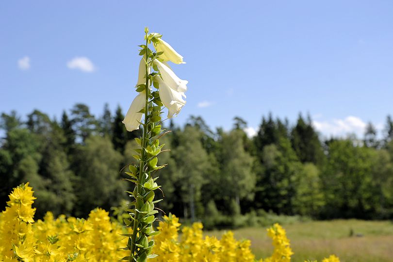 ....und soooo schöner Sommerinspirationen, wie hier auf dem Bild Galeriebild "Sutarebo" - idyllischer Waldhof mit einer langen Historie von 1890 in wunderbarer und schön einsamer Lage. Ein Juwel!