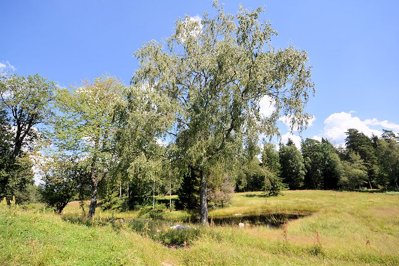 Vom heutigen Eigentümer angelegt.... Galeriebild "Sutarebo" - idyllischer Waldhof mit einer langen Historie von 1890 in wunderbarer und schön einsamer Lage. Ein Juwel!