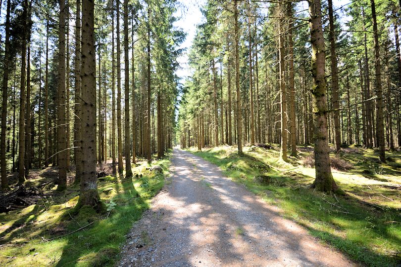 Hochwald um das Anwesen herum. Im Bild die 1,5 km Anfahrt zum Hof vom letzten Nachbarn aus Galeriebild "Sutarebo" - idyllischer Waldhof mit einer langen Historie von 1890 in wunderbarer und schön einsamer Lage. Ein Juwel!